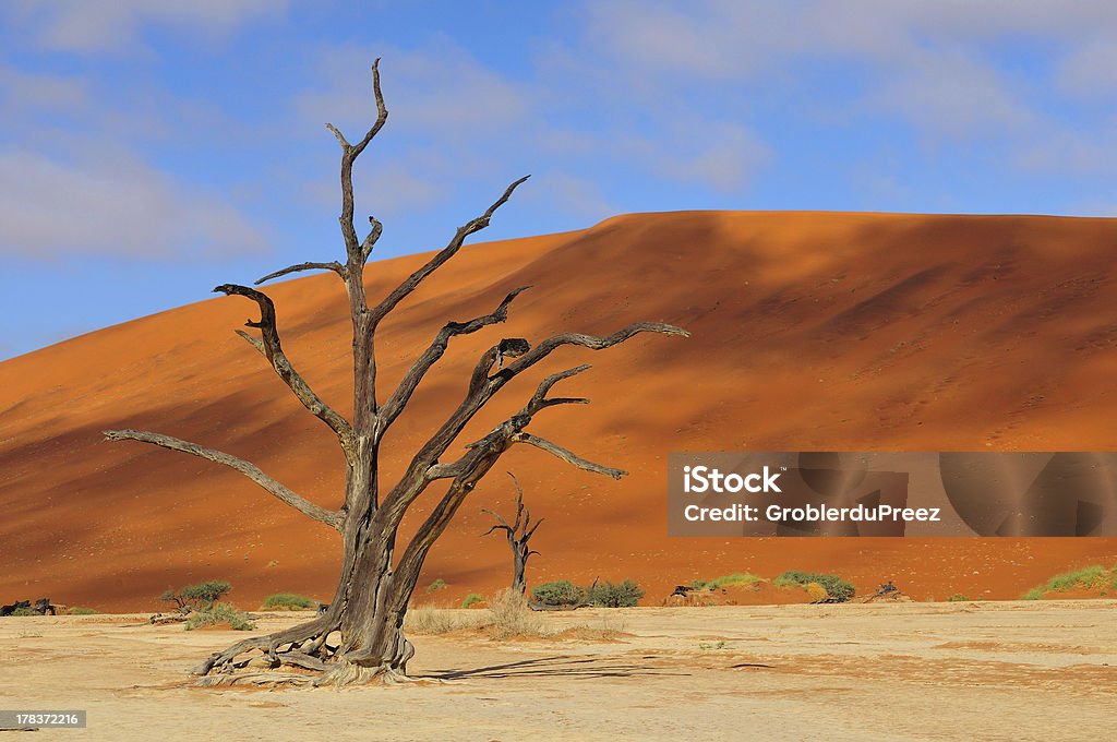 Lonely tree esqueleto, Deadvlei, Namibia - Foto de stock de Agua libre de derechos