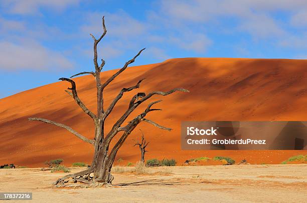 Lonely Tree Esqueleto Deadvlei Namibia Foto de stock y más banco de imágenes de Agua - Agua, Aire libre, Arena