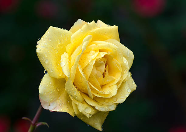 istock Chinese yellow rose in the rain 178372266