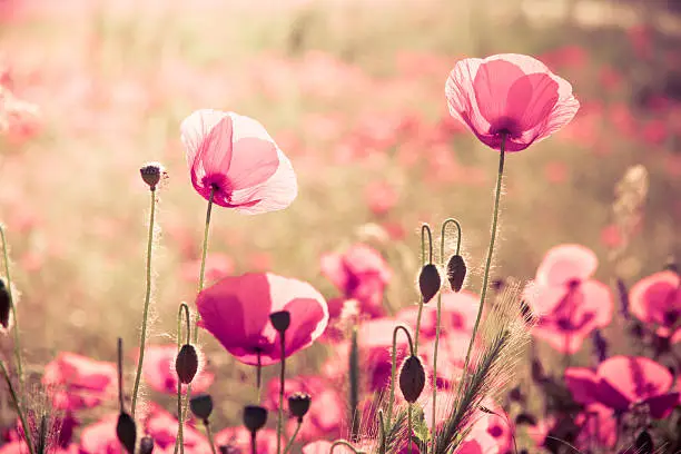 Photo of Pink poppies