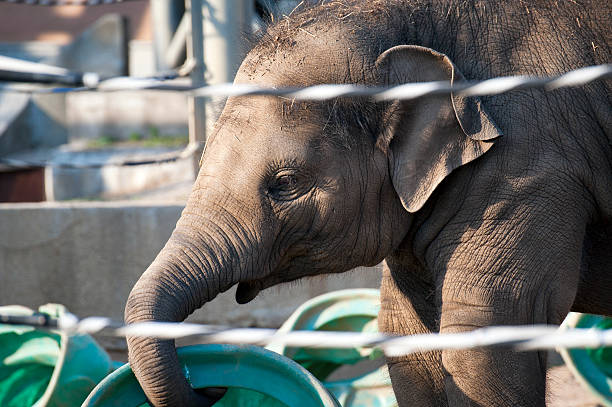 istock Cute Asian baby elephant at the zoo 178372625