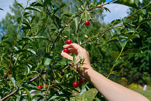 A woman's hand picks ripe red cherry berries from a branch. Cherry harvesting. The concept of organic healthy food
