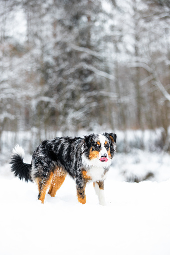 Australian Shepherd dog standing watch over winter landscape, showcasing the breed's loyalty and protectiveness