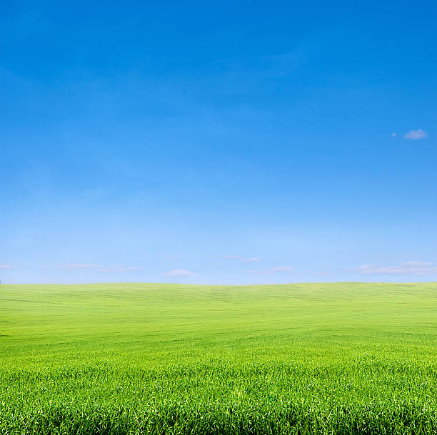 istock field of green grass over blue sky 178372759