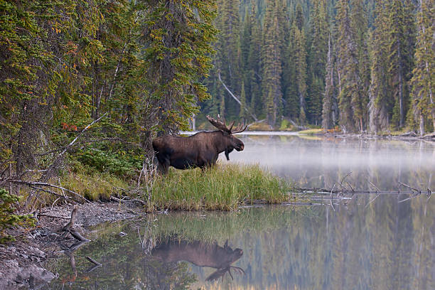 Pristine Reflection "A bull moose is reflected in wilderness waters.For more natural wonders, click the Lightbox links below:" bull moose stock pictures, royalty-free photos & images