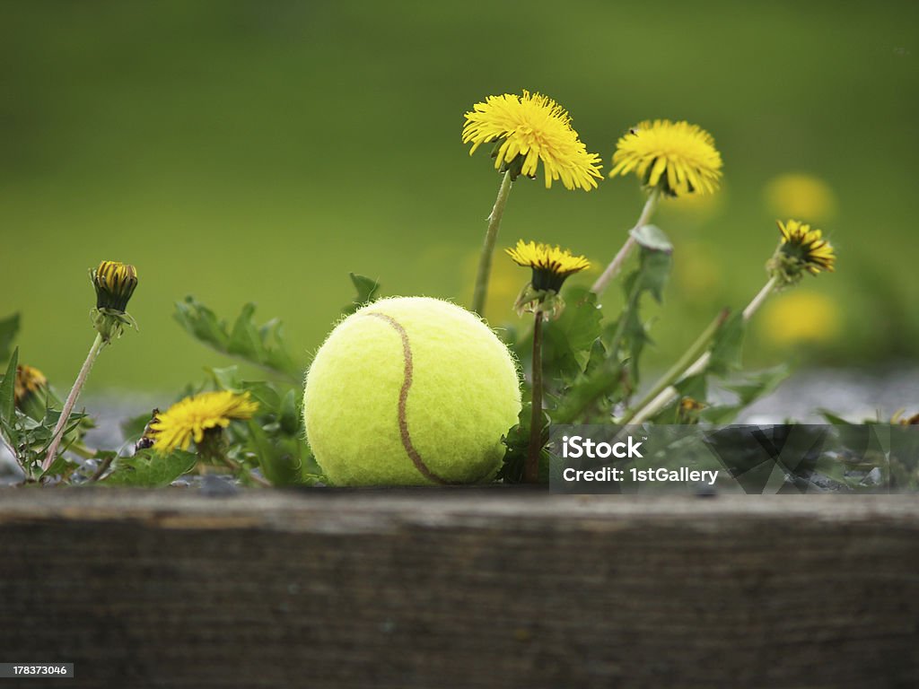 テニスボールのタンポポの花 - スポーツのロイヤリティフリーストックフォト