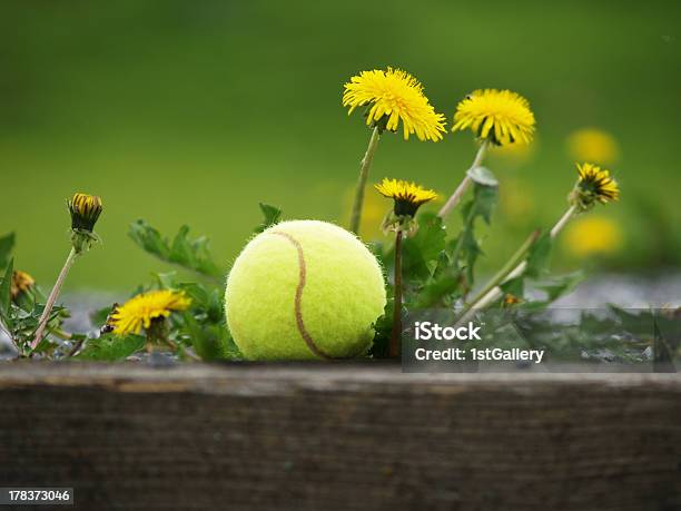 テニスボールのタンポポの花 - スポーツのストックフォトや画像を多数ご用意 - スポーツ, タンポポ, テニス