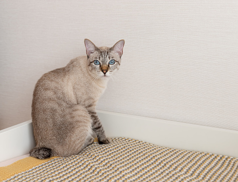 purebred bobtail cat sitting on bed at home and looking at camera