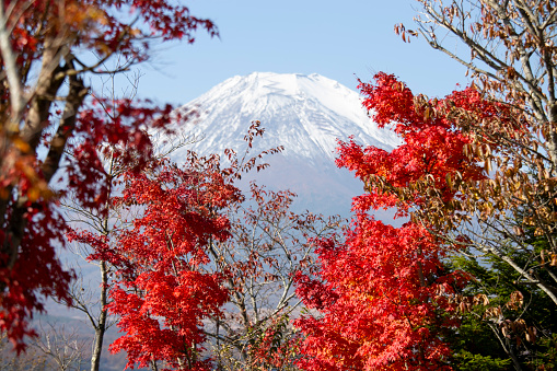 View of Mount Fuji from Chureito Temple surrounded by red maples in autumn..