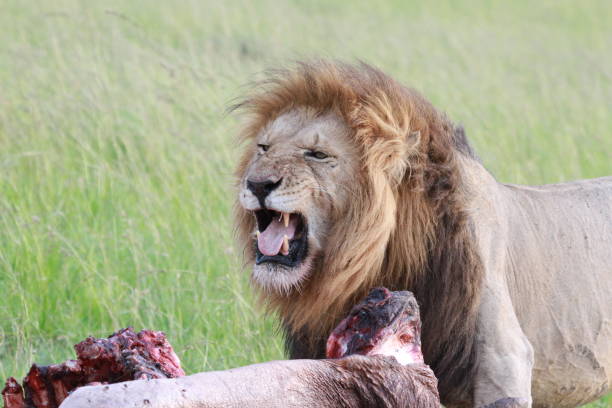 istock Portrait of a lion feeding on his hippo kill, mouth open 1783733551