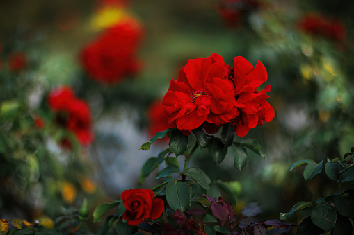 Blooming red roses in the park and a beautiful green blurred background with colorful bokeh. Roses with stamens and red petals.