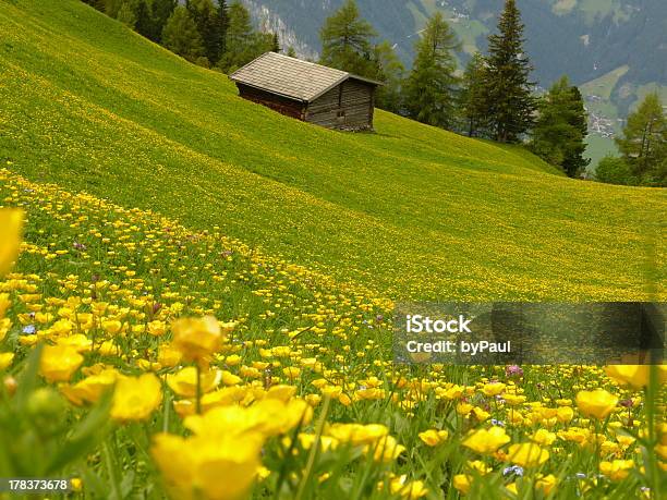 Wiese Mit Gelben Blüten Holzhaus Im Hintergrund Stockfoto und mehr Bilder von Almosen - Almosen, Alpen, Blockhütte