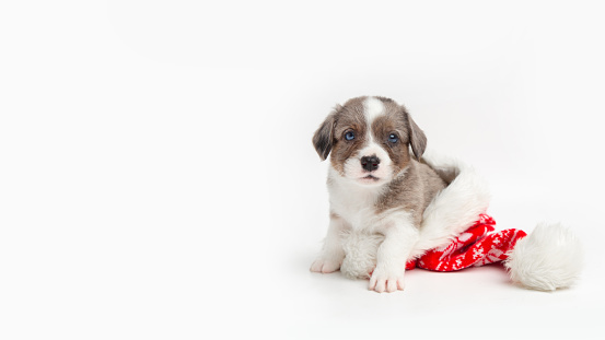 cute funny little happy cardigan welsh corgi puppy sitting inside santa hat on white background and looking at camera. christmas card. new year and christmas pets concept. banner