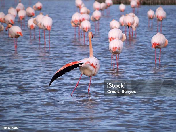 Pink Flamingos Stock Photo - Download Image Now - Agriculture, Animal, Animal Body Part