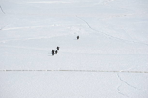 Adelie penguins on sea ice