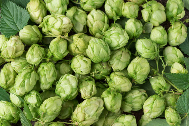 istock closeup of green hops. Beer brewing ingredients 1783741796
