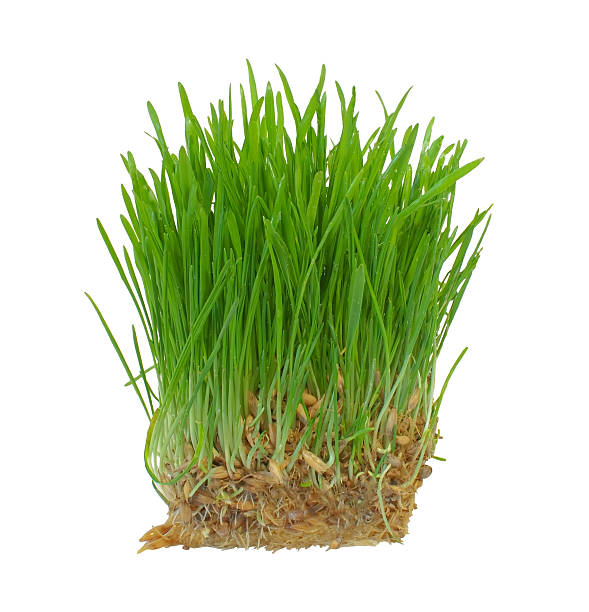 istock Sprouts of a young green grass. Isolated on white background 178374236