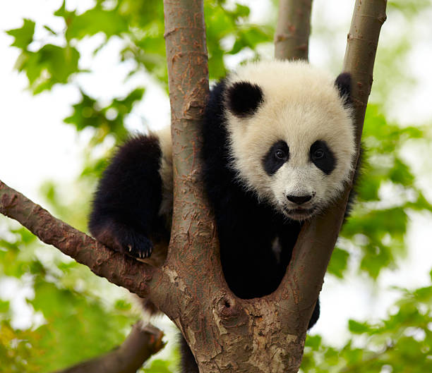 istock Giant panda baby over the tree 178374307