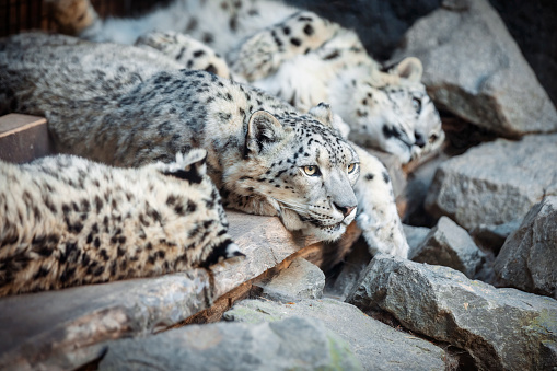 snow leopard and two cubs