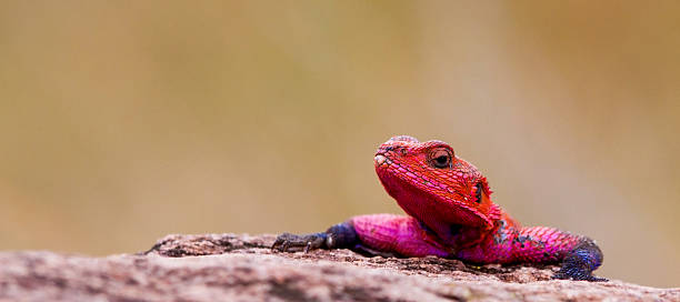 istock Red-headed rock agama, Maasai Mara 178374408