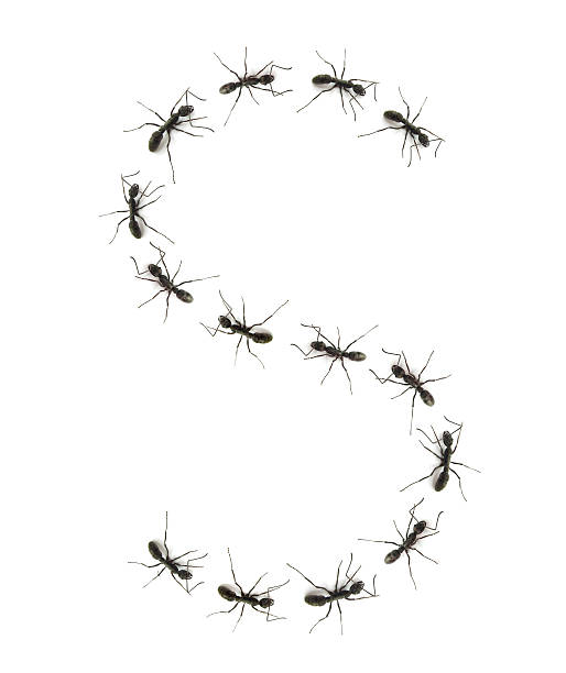 More isolated ants: