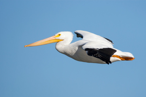 American white pelican in flight above Arkansas River