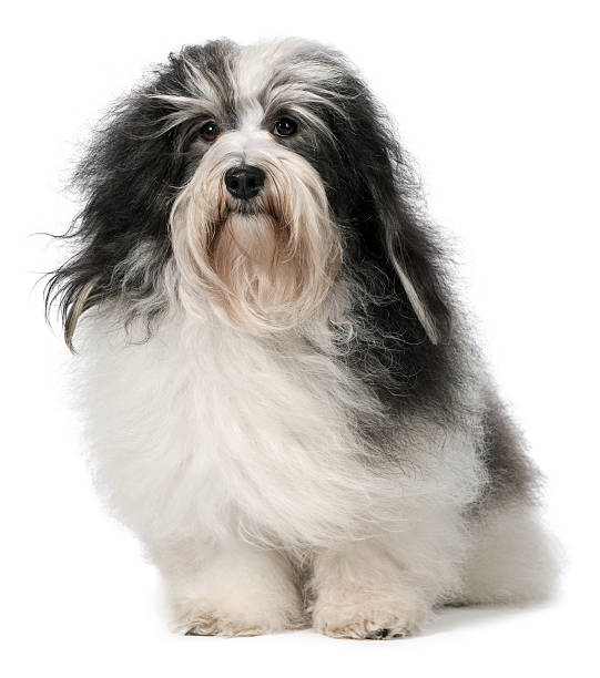 istock Cute sitting Havanese male dog 178374769
