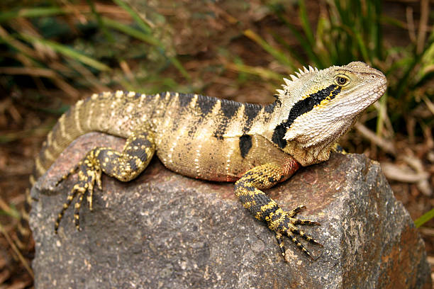 istock Eastern water dragon male 178374890