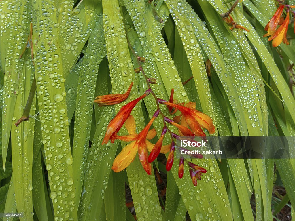 레드 플라워 on 블레이드 잎, 이슬 낙하 - 로열티 프리 0명 스톡 사진