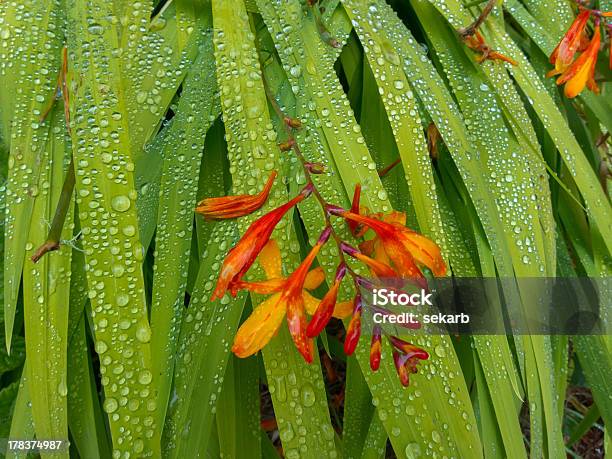 Flor Vermelha Sobre As Lâminas De Folhas Com Gotas De Orvalho - Fotografias de stock e mais imagens de Abstrato