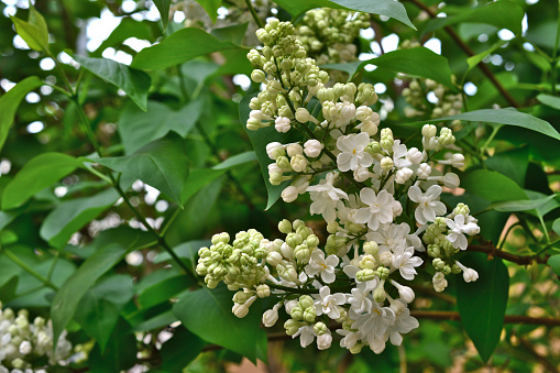 cluster of white lilac flowers on the branch with green leaves wallpaper