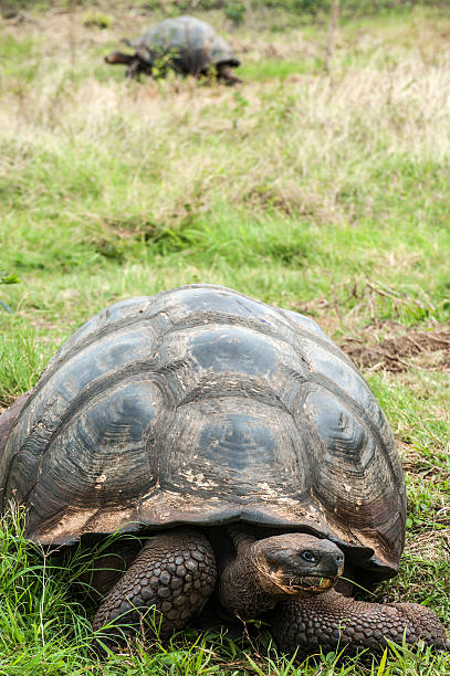istock Giant turtle, Galapagos islands, Ecuador 178375381