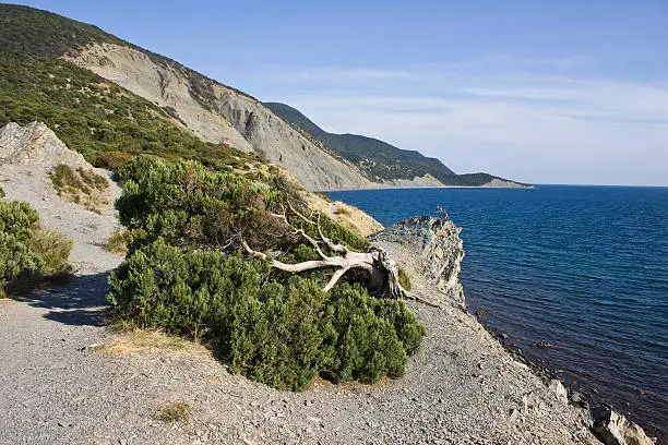 "Juniper on the Black Sea beach in Utrish near Anapa, South Russia"