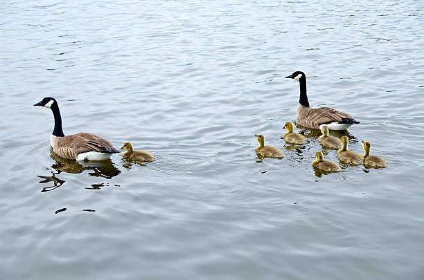 istock Canada Geese Family in a River 178375596