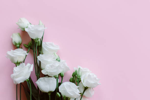 istock Beautiful white Eustoma (Lisianthus) flowers on a pastel background. Place for text. 1783756133