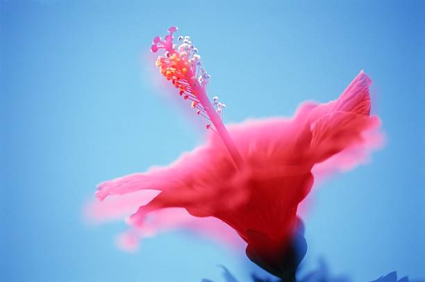 hibisco rosa sinensis - hibiscus single flower flower red fotografías e imágenes de stock