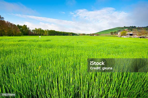 Photo libre de droit de Vert Herbe banque d'images et plus d'images libres de droit de Agriculture - Agriculture, Arbre, Architecture