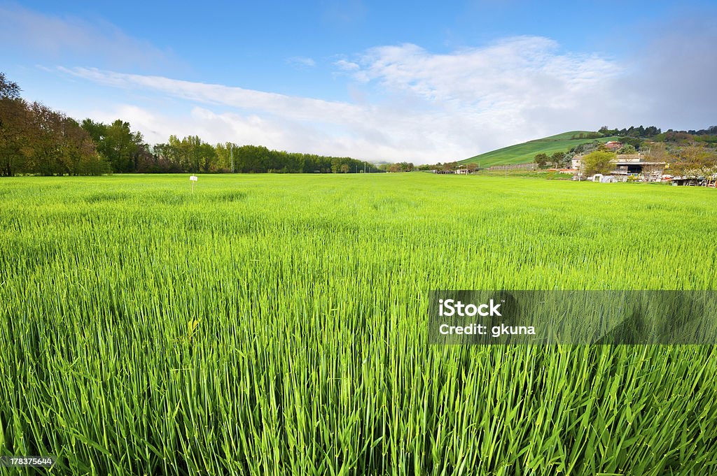 Gramado verde - Foto de stock de Agricultura royalty-free