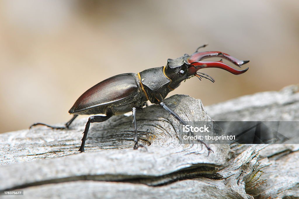 Stag beetle walks on wood An unfrequent Stag beetle (lucanus cervus) is walking on wood. A rare deer kAfer sits on a fallen log. Animal Stock Photo