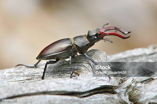 Stag Beetle Walks On Wood Stock Photo - Download Image Now - Animal, Animal Body Part, Animal Eye