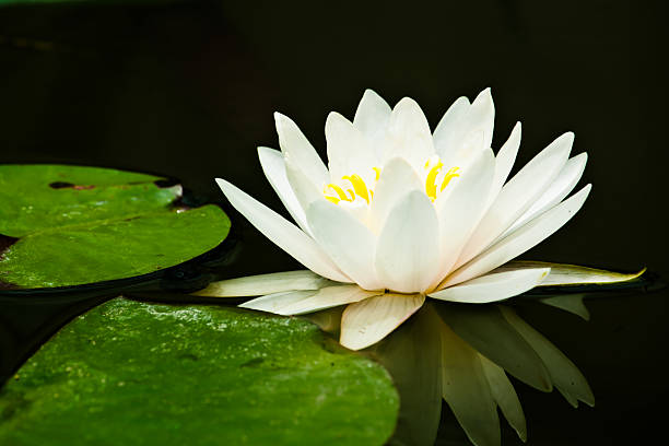 istock Water lily lotus flower 178375910
