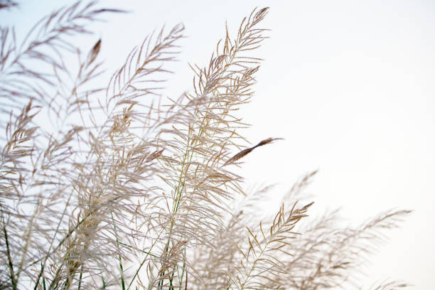 istock fluffy reeds grass flower swaying from wind 1783759415