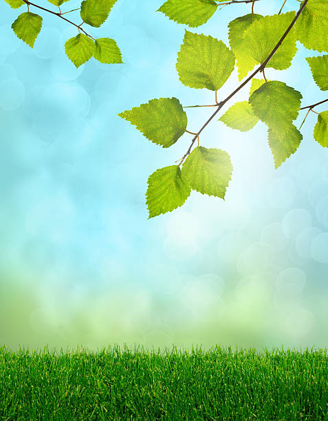 istock Green birch leaves spring fantasy 178376393