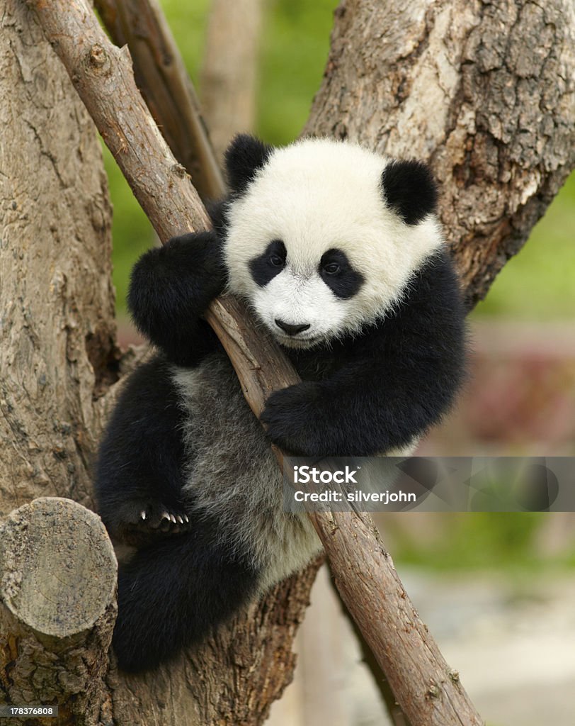 Giant panda baby over the tree Panda - Animal Stock Photo