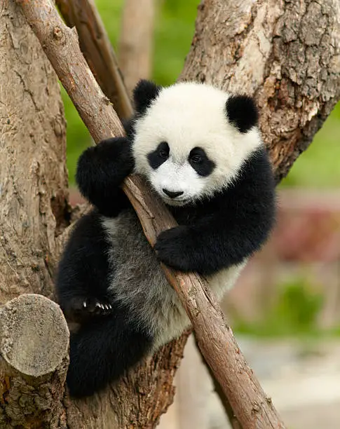 Photo of Giant panda baby over the tree