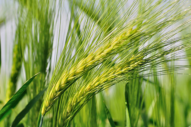istock Green ears of barley. 178377411