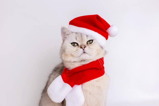 istock A calm white cat, sitting in a red Santa hat and a red scarf 1783774822