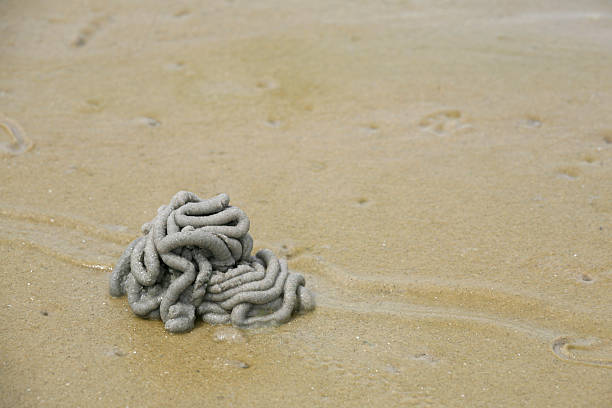 Marine life: closeup of a lug worm cast on the sand