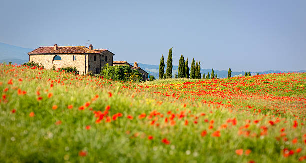 toskanische roter mohn - tuscany stock-fotos und bilder