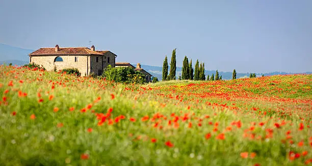 "Field of red poppies in the morning near Pienza, Tuscany"